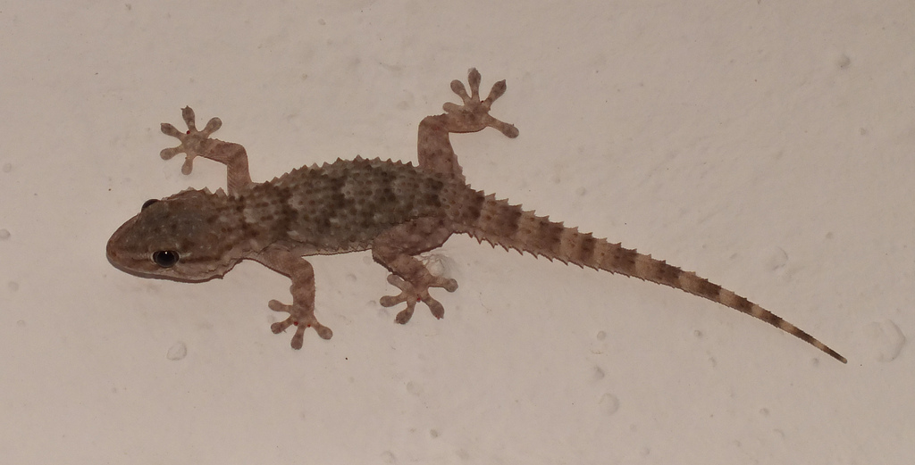 Tarentola mauritanica ? (in casa)